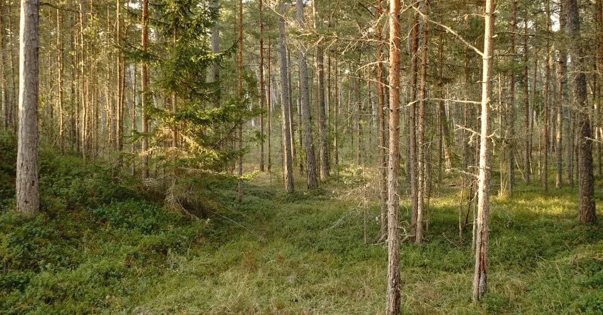 Comment les forêts contribuent au climat mondial