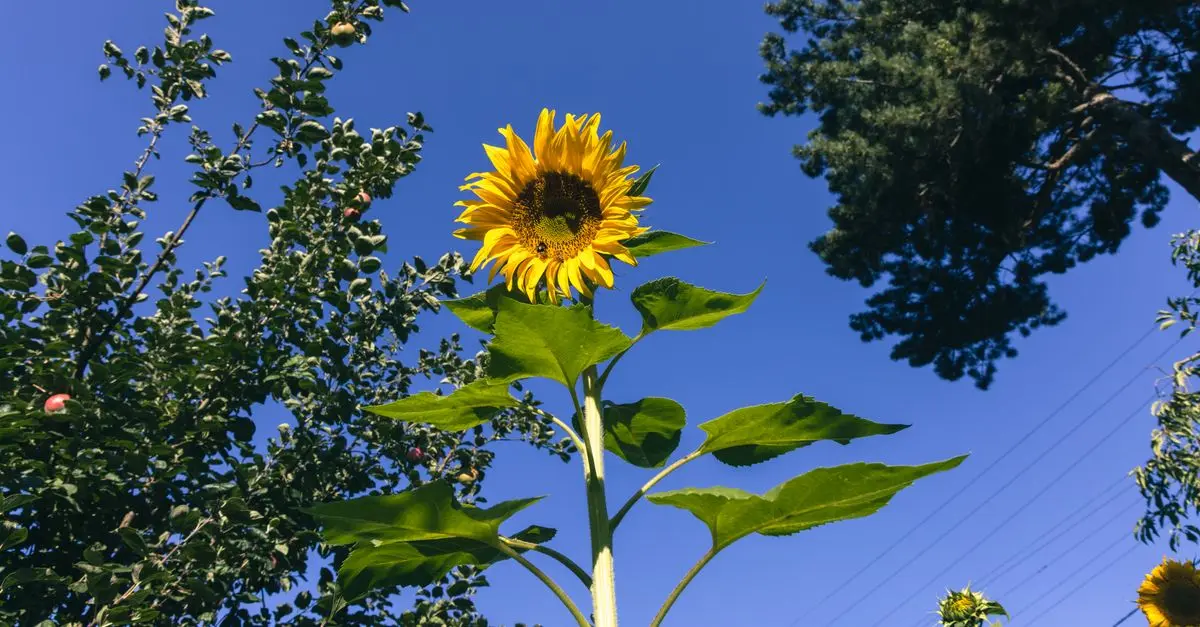 Comment préparer votre jardin pour un avenir écologique