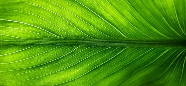 Comment intégrer des solutions écologiques dans votre quotidien