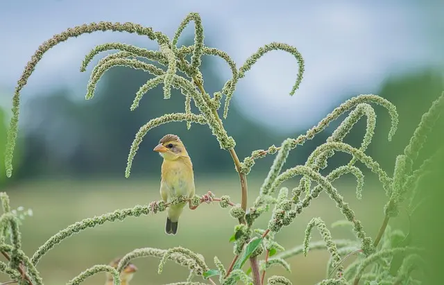 L'importance de la biodiversité pour un avenir écologique