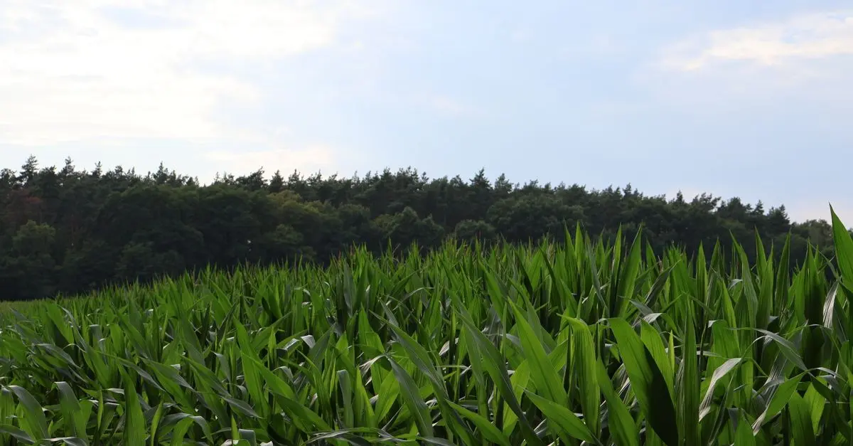Comment l'agriculture régénérative façonne un avenir écologique durable