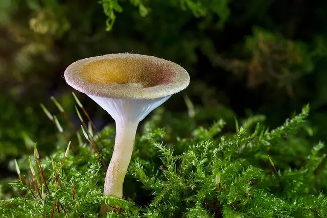 Les enjeux de la biodiversité pour un avenir écologique