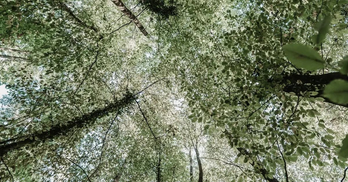Comment les entreprises peuvent préparer un avenir écologique responsable