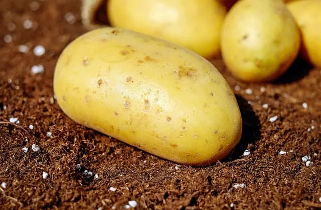 Comment l'agriculture régénérative façonne notre avenir écologique