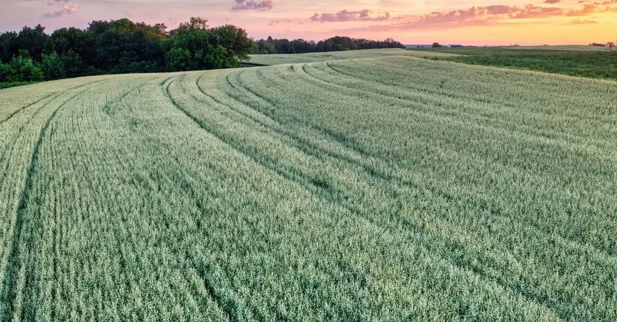 Pourquoi l'agriculture régénérative est essentielle pour l'avenir écologique