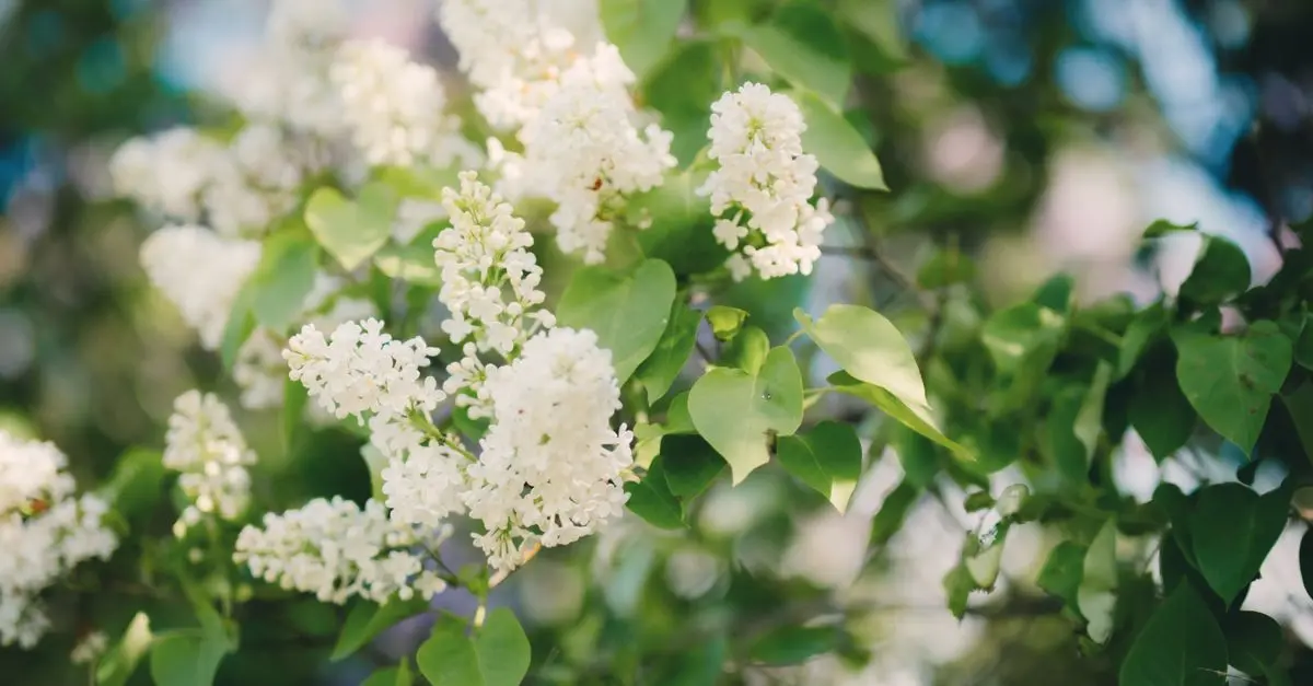 Comment favoriser la biodiversité dans votre jardin