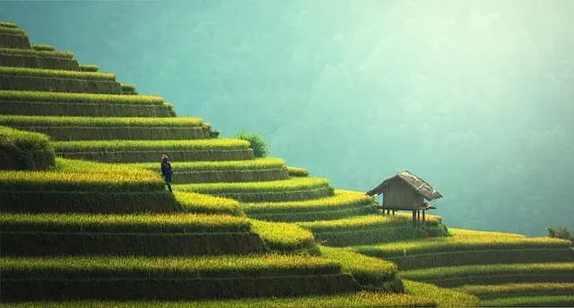 Comment la régénération des sols prépare l'avenir écologique