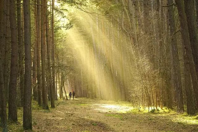 Les rôles essentiels de la biodiversité pour un avenir écologique