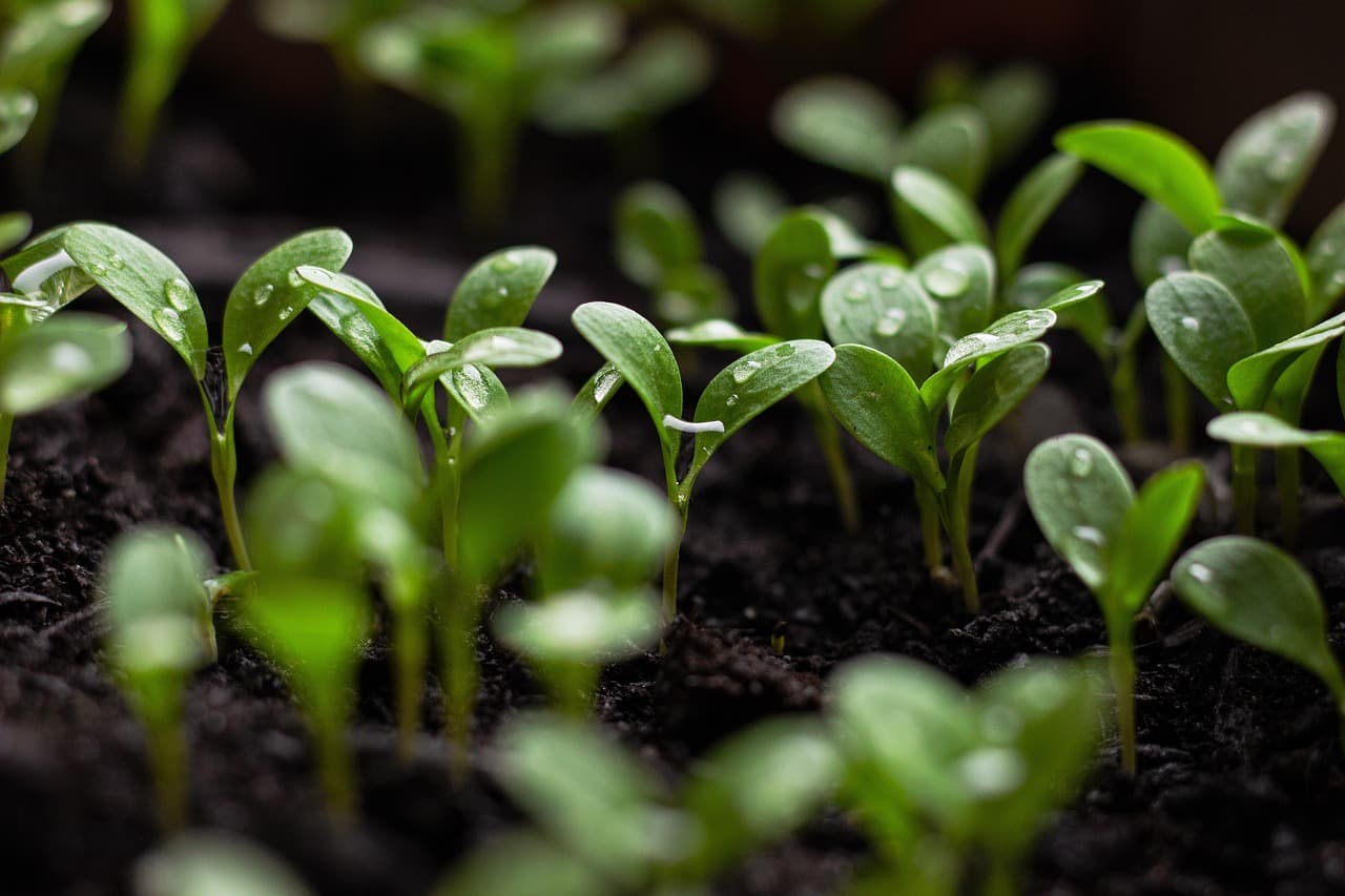 Comment les entreprises peuvent favoriser un avenir écologique