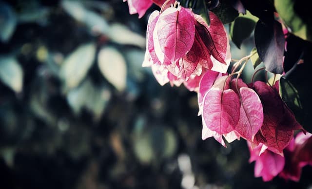 Les pratiques de jardinage durable pour un avenir écologique