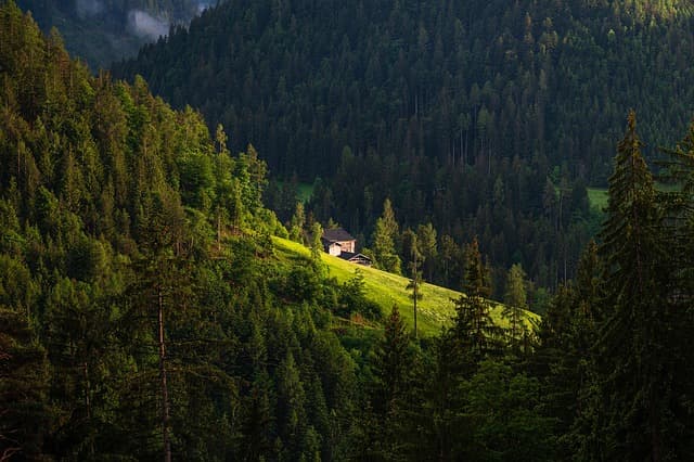 Comment les forêts régénératives préparent notre avenir écologique