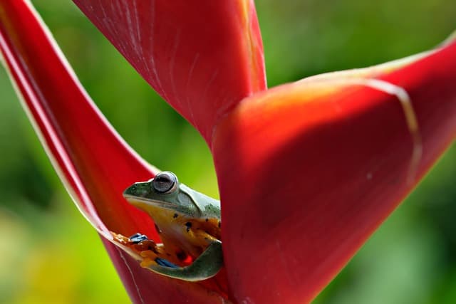 L'impact de la biodiversité sur notre avenir écologique