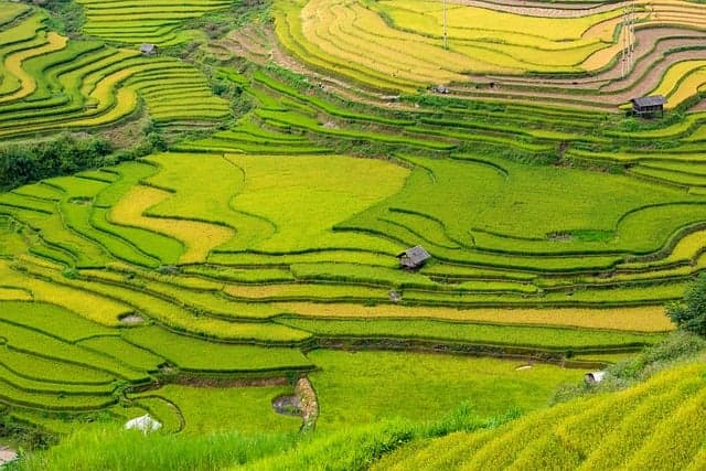 Comment l'agriculture régénérative façonne l'avenir écologique