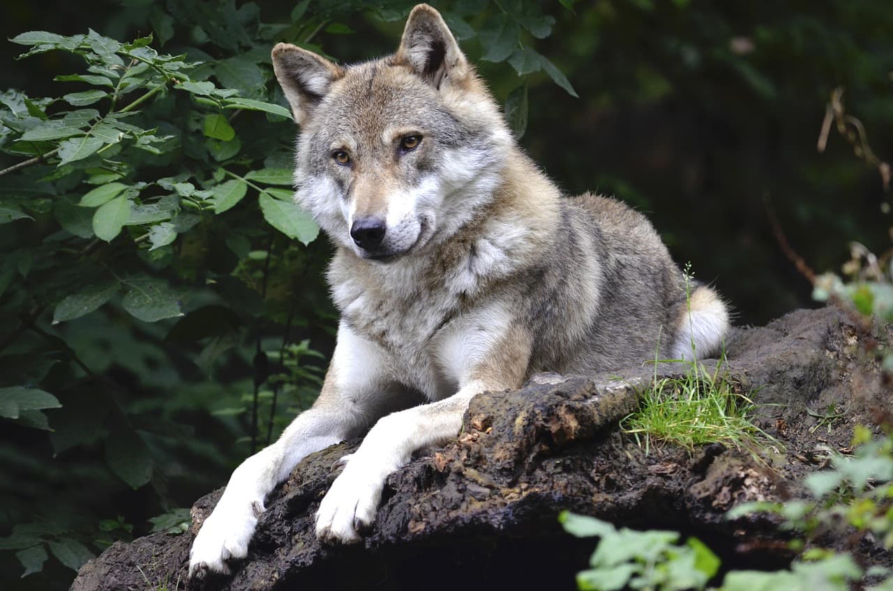 Les rôles cruciaux de la biodiversité pour l'avenir écologique
