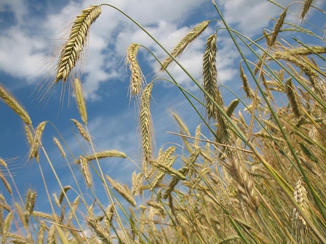Les stratégies pour une agriculture durable et résiliente