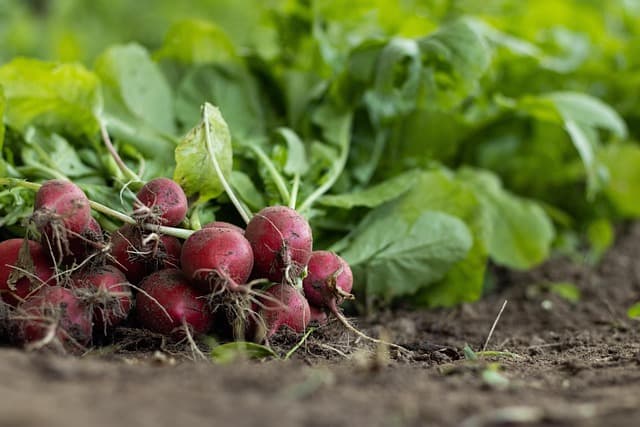 Comment l'agriculture régénérative façonne l'avenir écologique